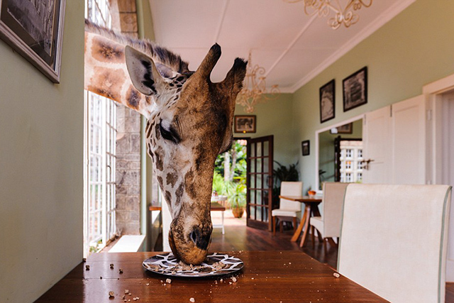 Gavin Werbeloff, Не оставляйте еду на вашей тарелке